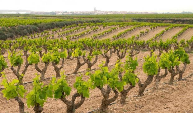 Vinaspre Casa Rural Ardetxal A 16Km De Logrono Y Laguardia מראה חיצוני תמונה